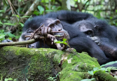 Chimpanzee trekking safaris