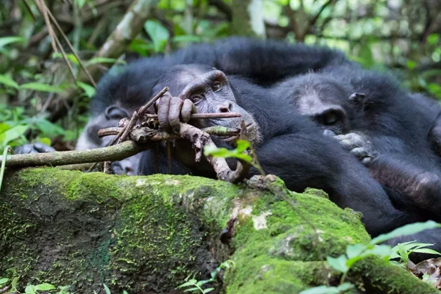 Chimpanzee trekking safaris